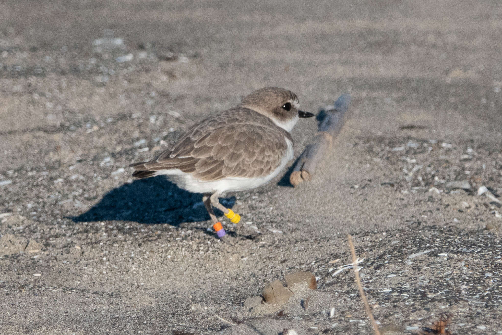 Слика од Charadrius nivosus (Cassin 1858)