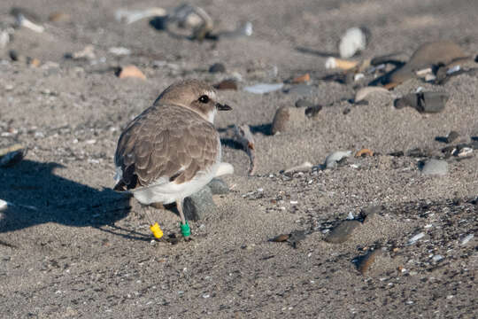 Слика од Charadrius nivosus (Cassin 1858)