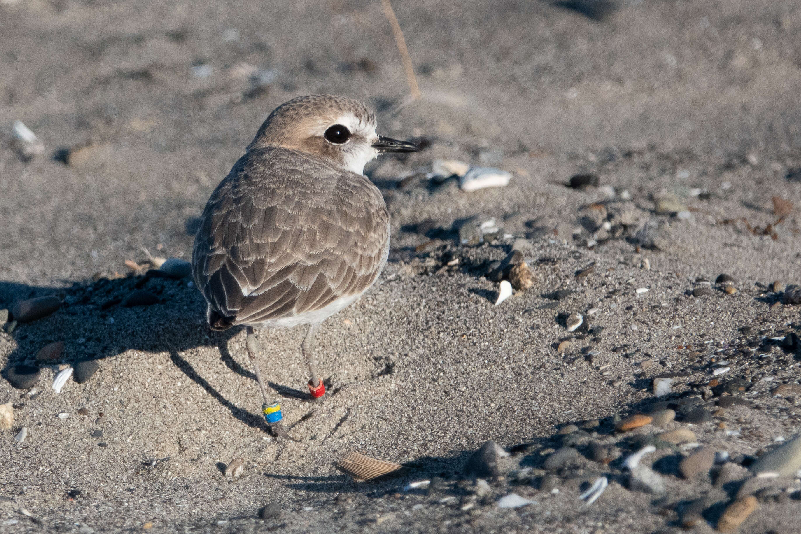 Слика од Charadrius nivosus (Cassin 1858)