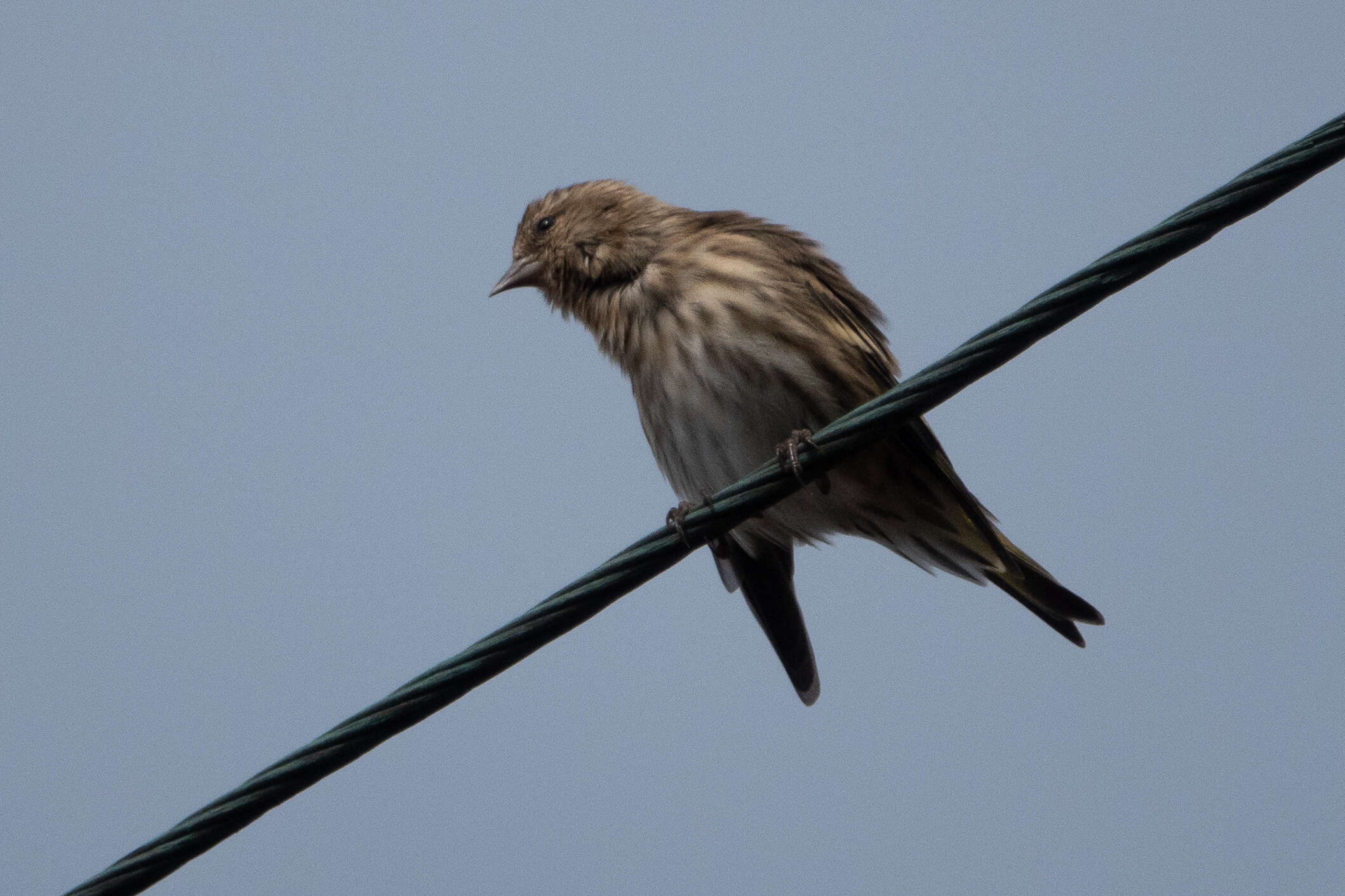 Image of Pine Siskin