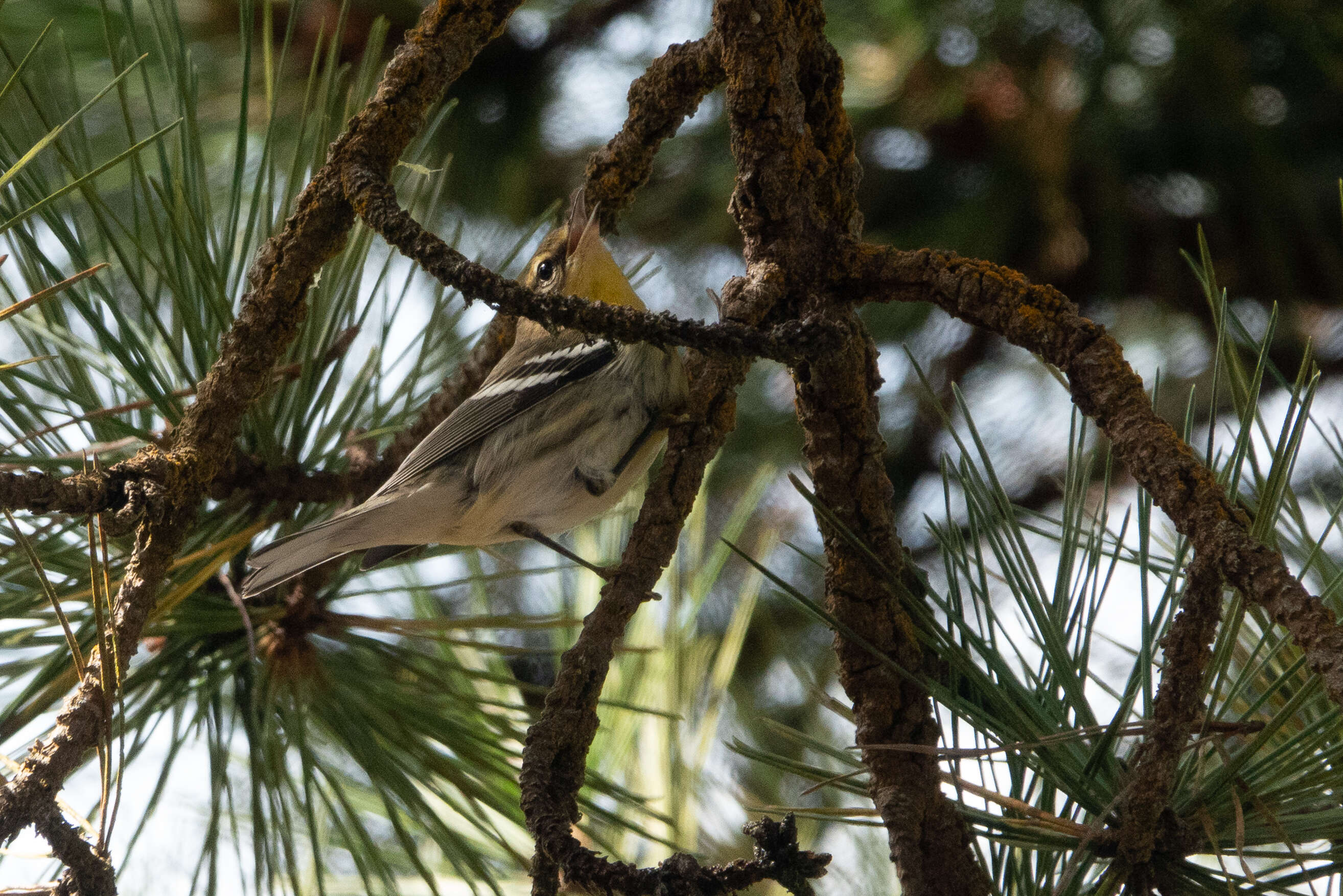 Image of Blackburnian Warbler