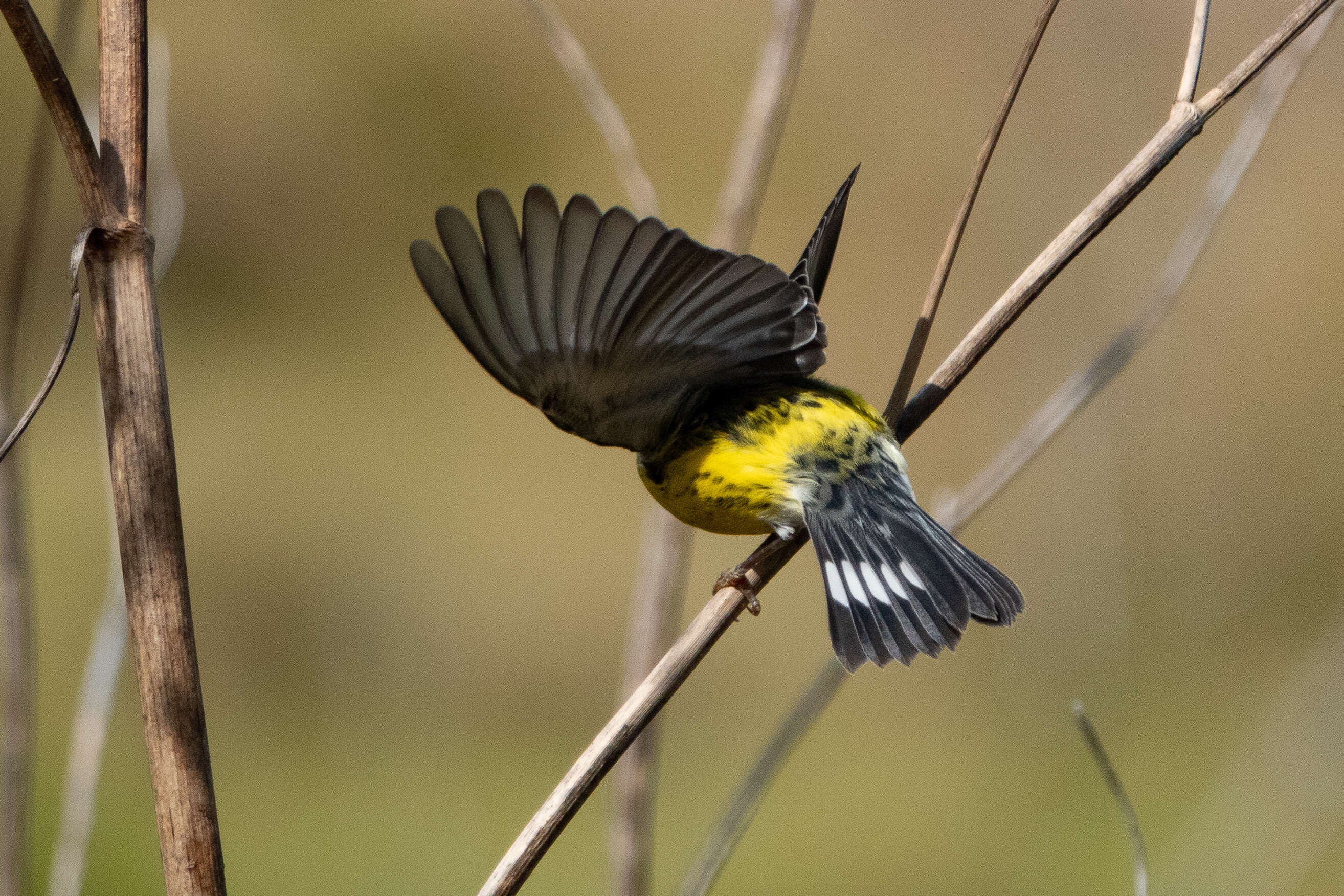 Image of Magnolia Warbler