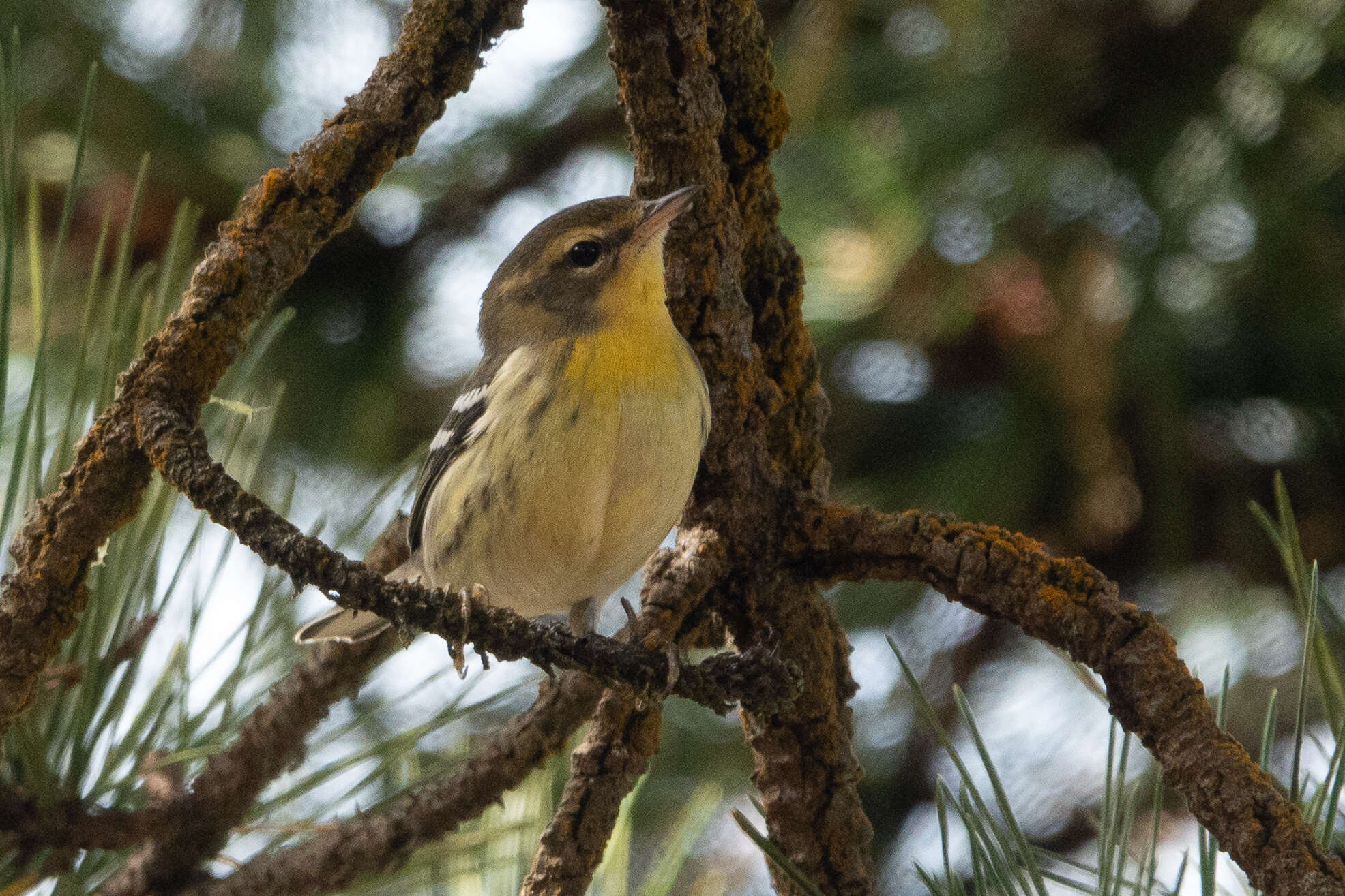 Image of Blackburnian Warbler