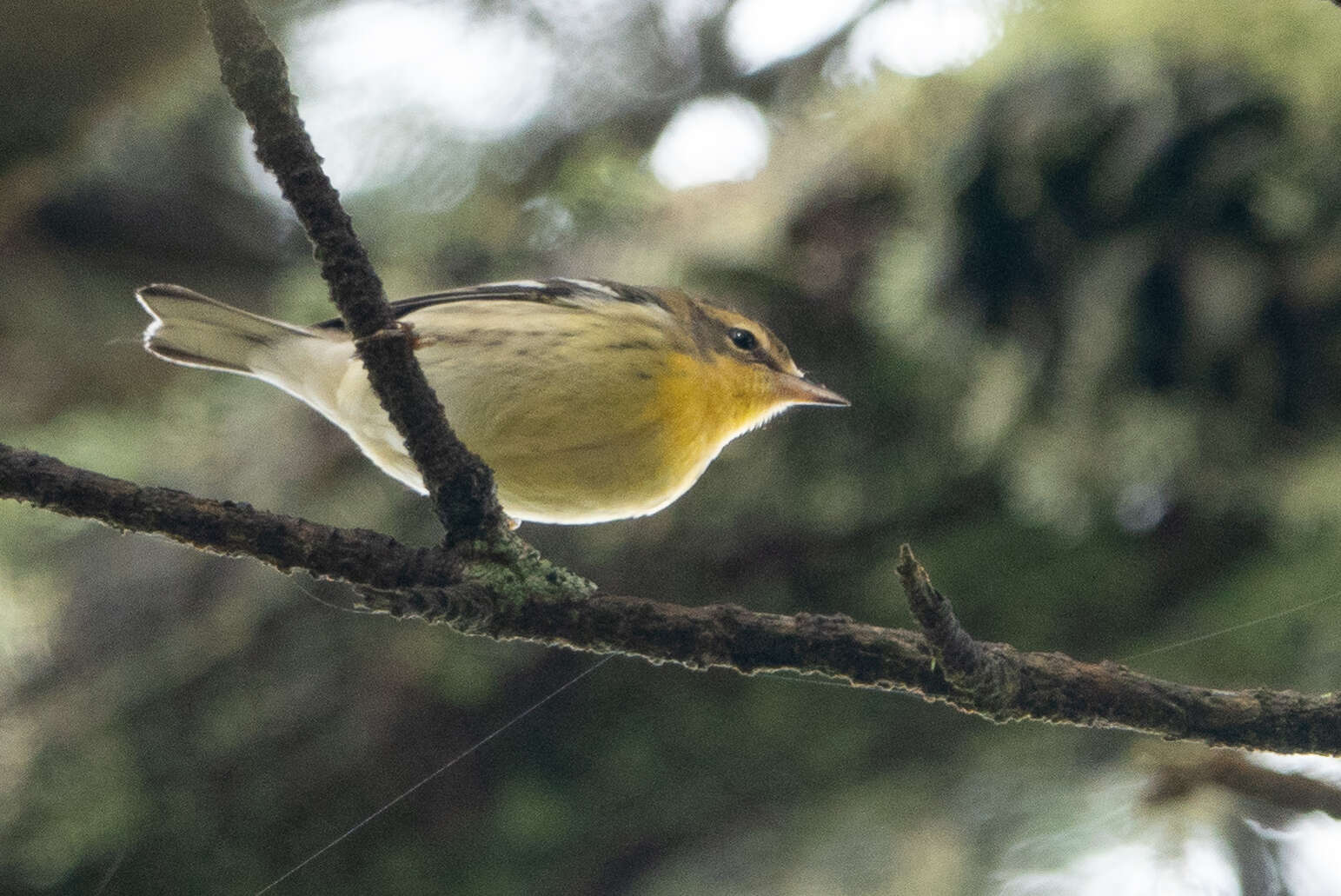 Image of Blackburnian Warbler