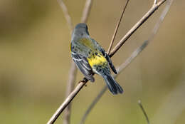 Image of Magnolia Warbler