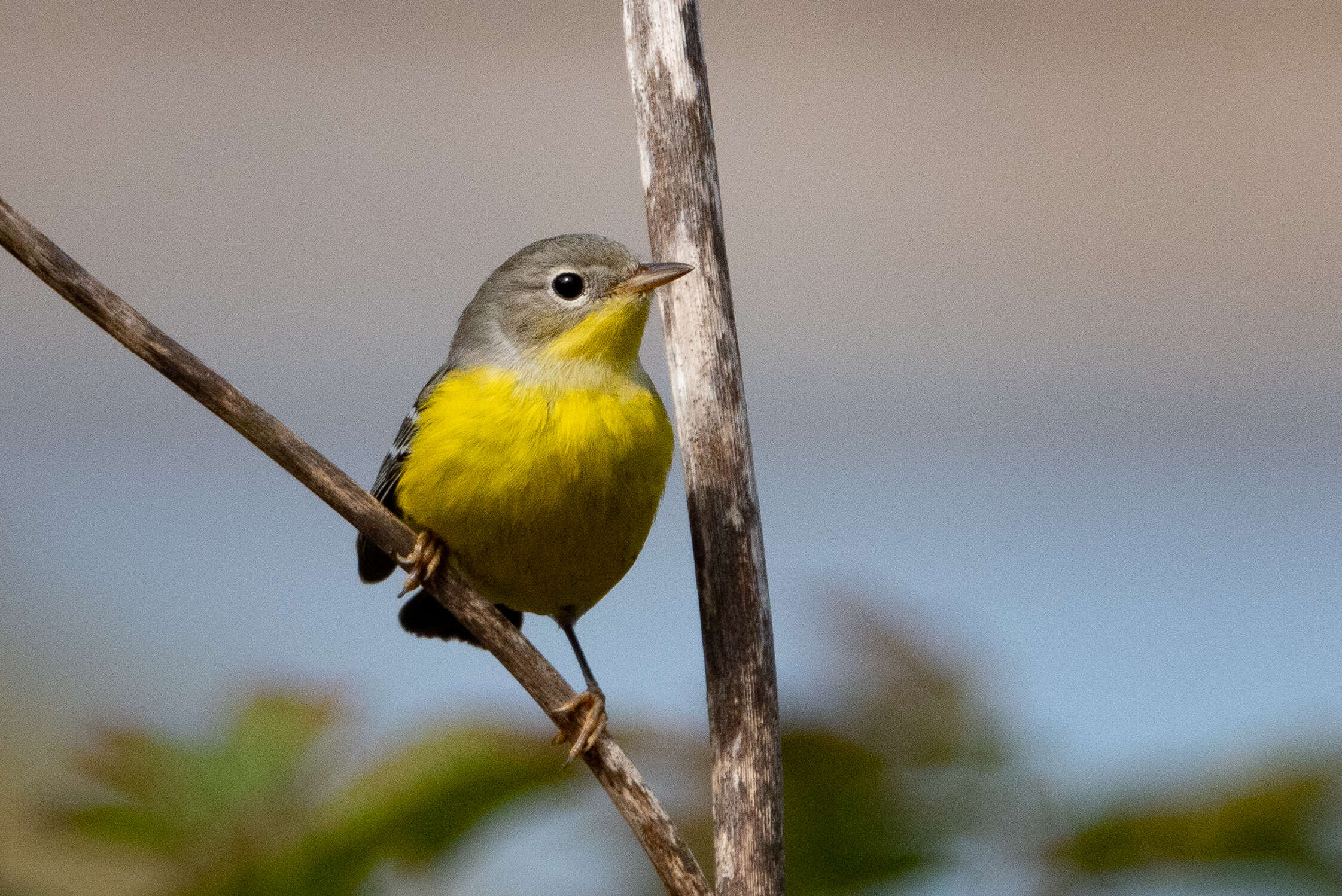 Image of Magnolia Warbler