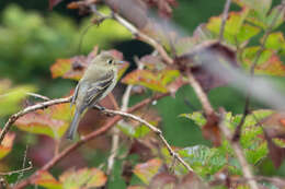 Image of Pacific-slope Flycatcher