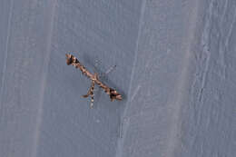 Image of Geranium Plume Moth