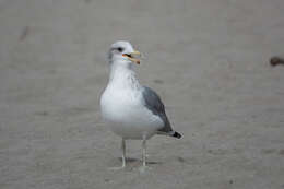 Larus californicus Lawrence 1854 resmi