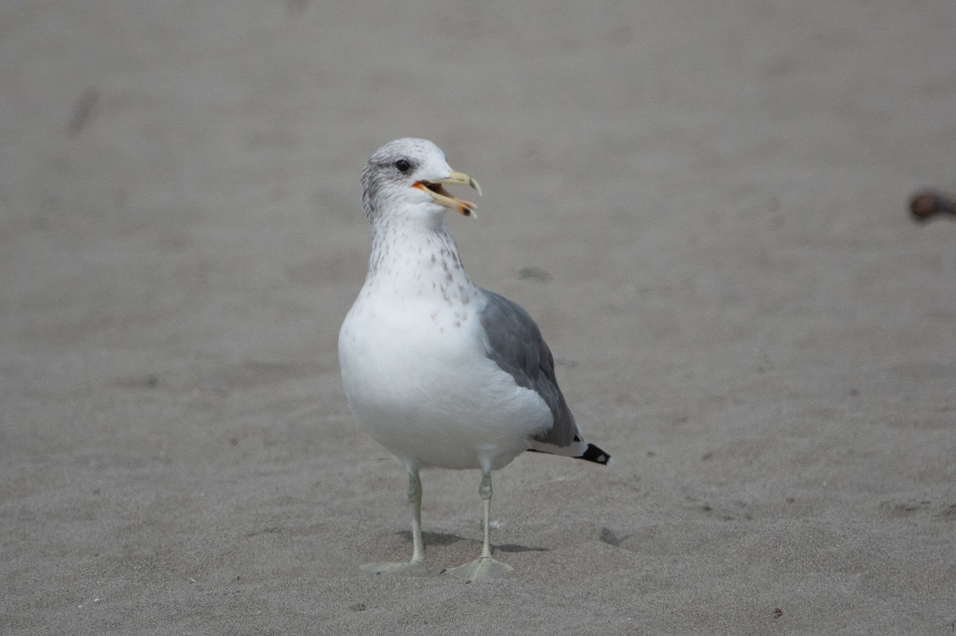 Larus californicus Lawrence 1854 resmi