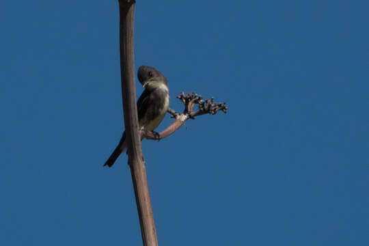 Image of Olive-Sided Flycatcher