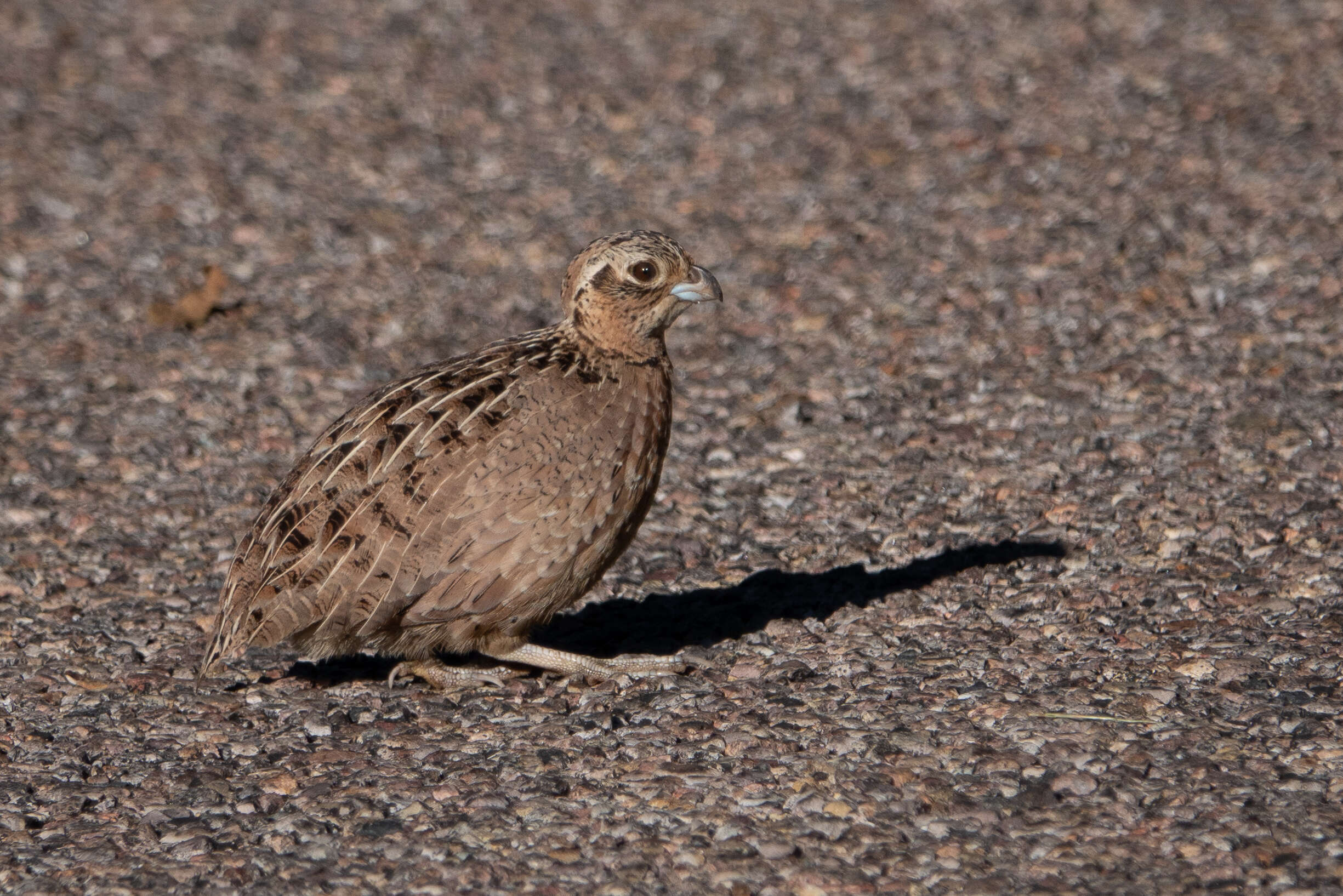 Image of Cyrtonyx Gould 1844