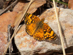 Image of Phyciodes mylitta