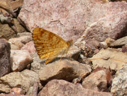 Image of Phyciodes mylitta