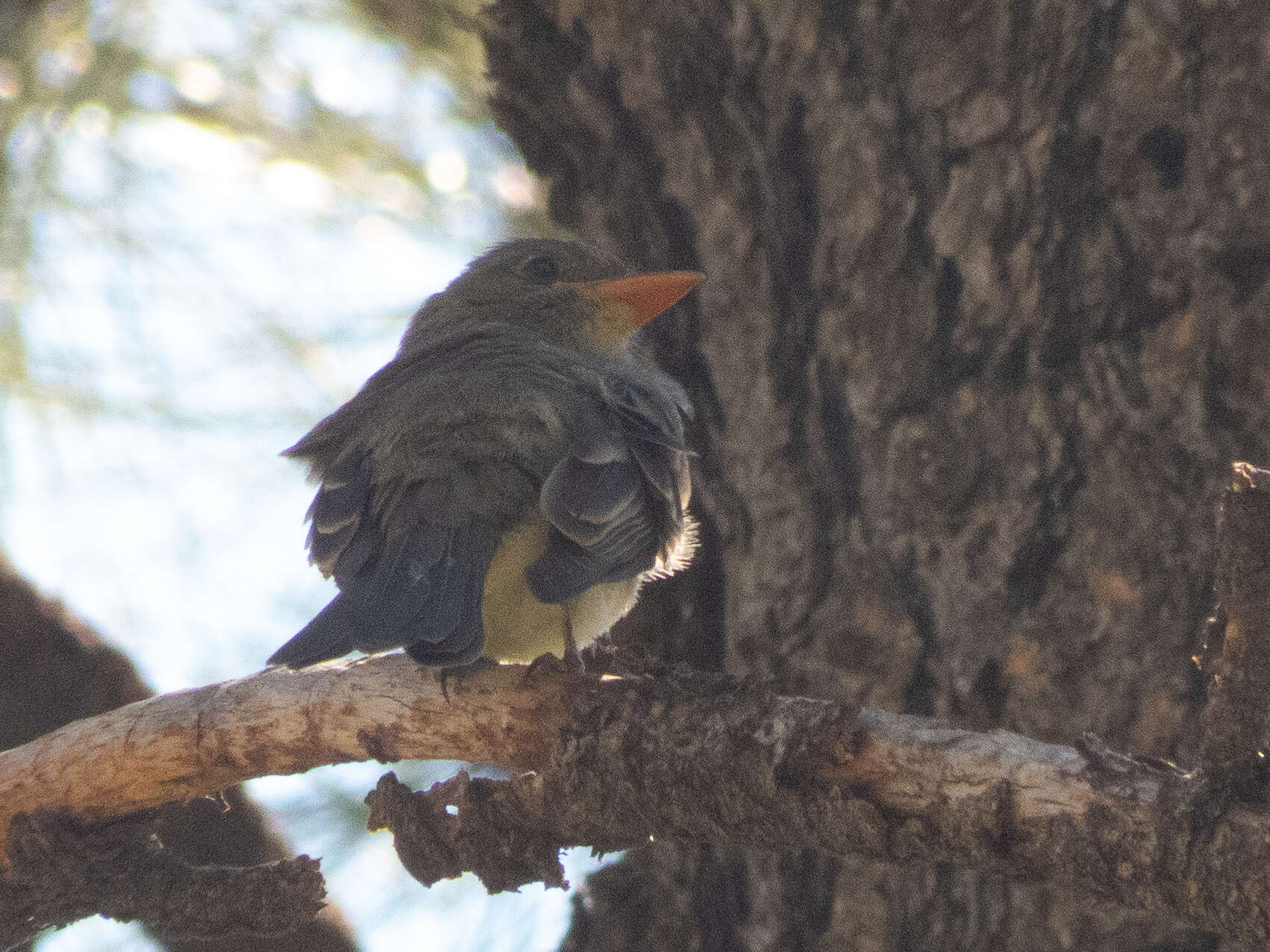 Image of Greater Pewee