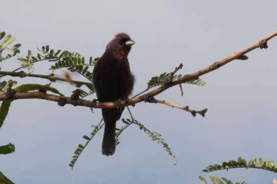 Image of Varied Bunting