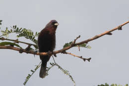 Image of Varied Bunting