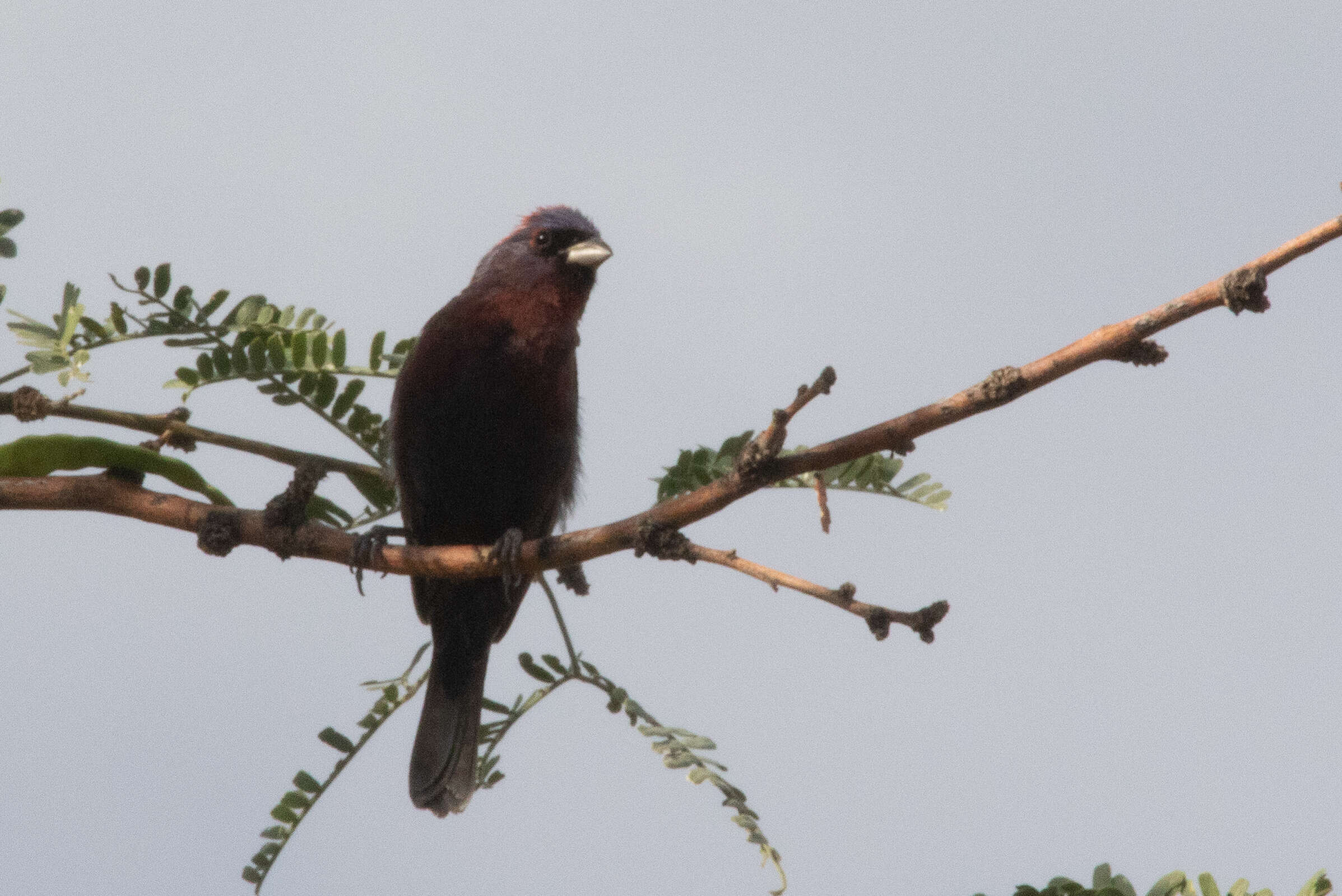 Plancia ëd Passerina versicolor (Bonaparte 1838)