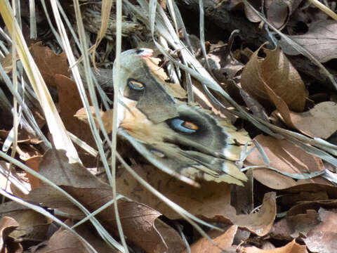 Image of Western Polyphemus Moth