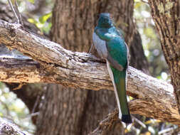 Imagem de Trogon elegans Gould 1834