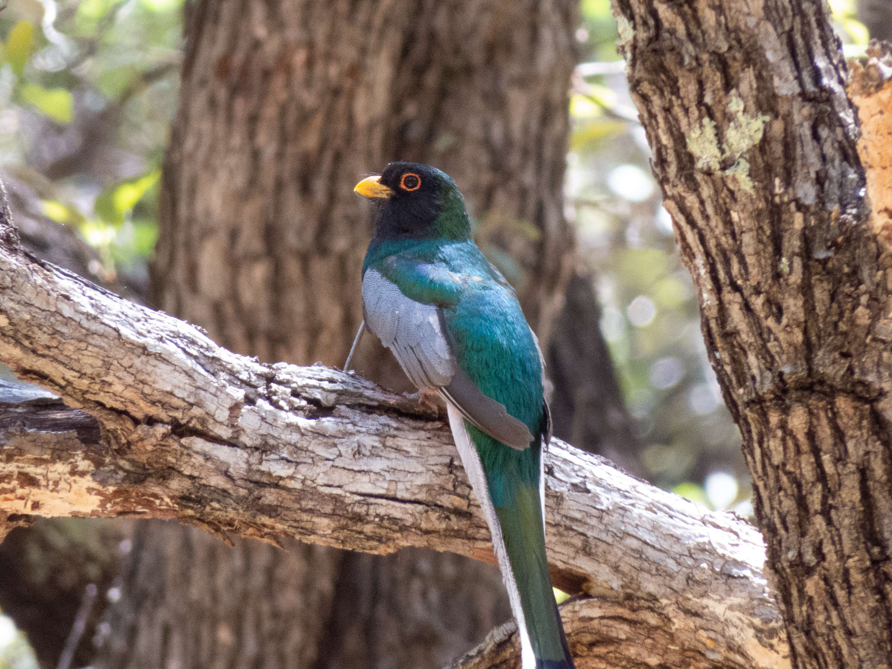 Imagem de Trogon elegans Gould 1834