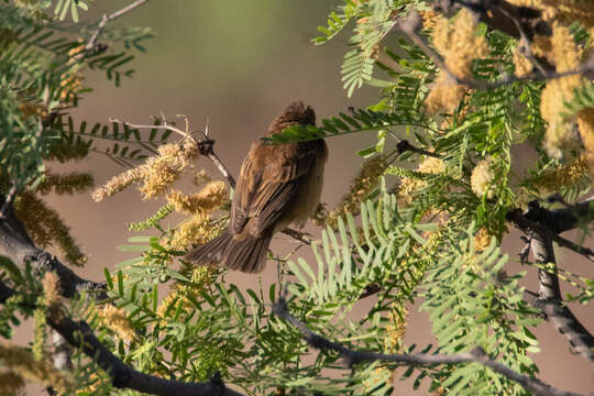 Image of Indigo Bunting