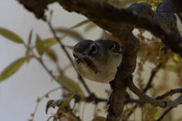 Image of Plumbeous Vireo