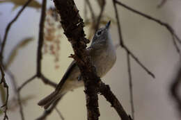 Слика од Vireo plumbeus Coues 1866