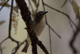 Sivun lyijyvireo kuva