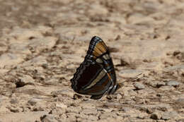 Limenitis bredowii Hübner 1837的圖片