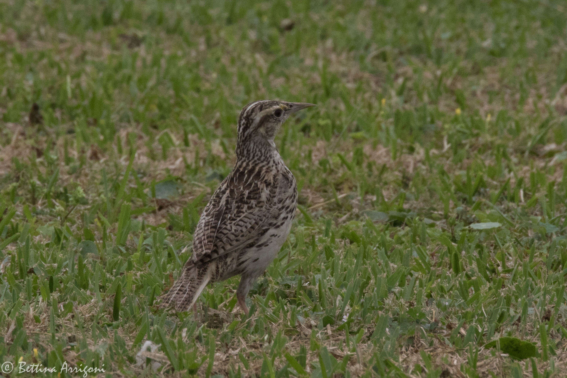 Слика од Sturnella magna (Linnaeus 1758)