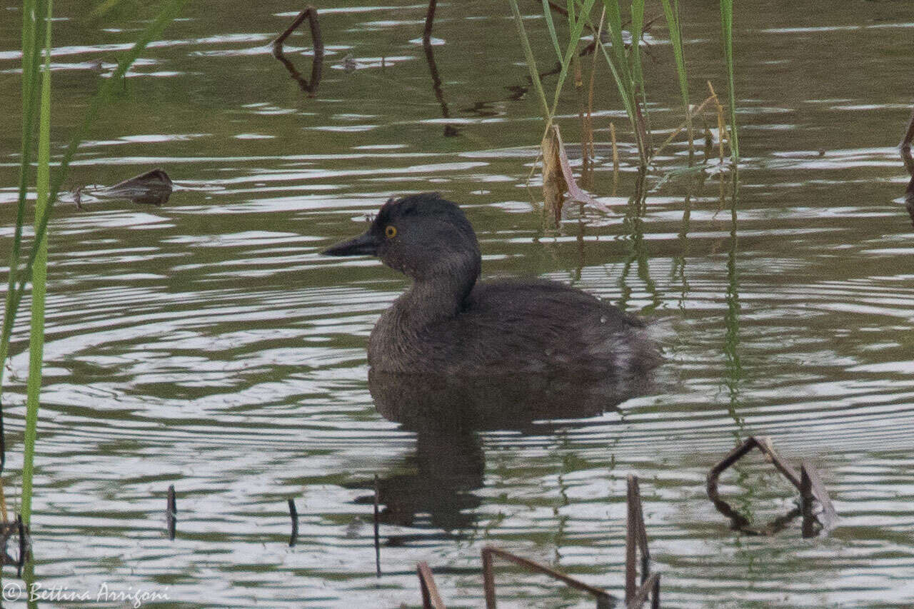 Image of Least Grebe