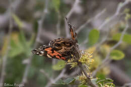 Image of Vanessa virginiensis