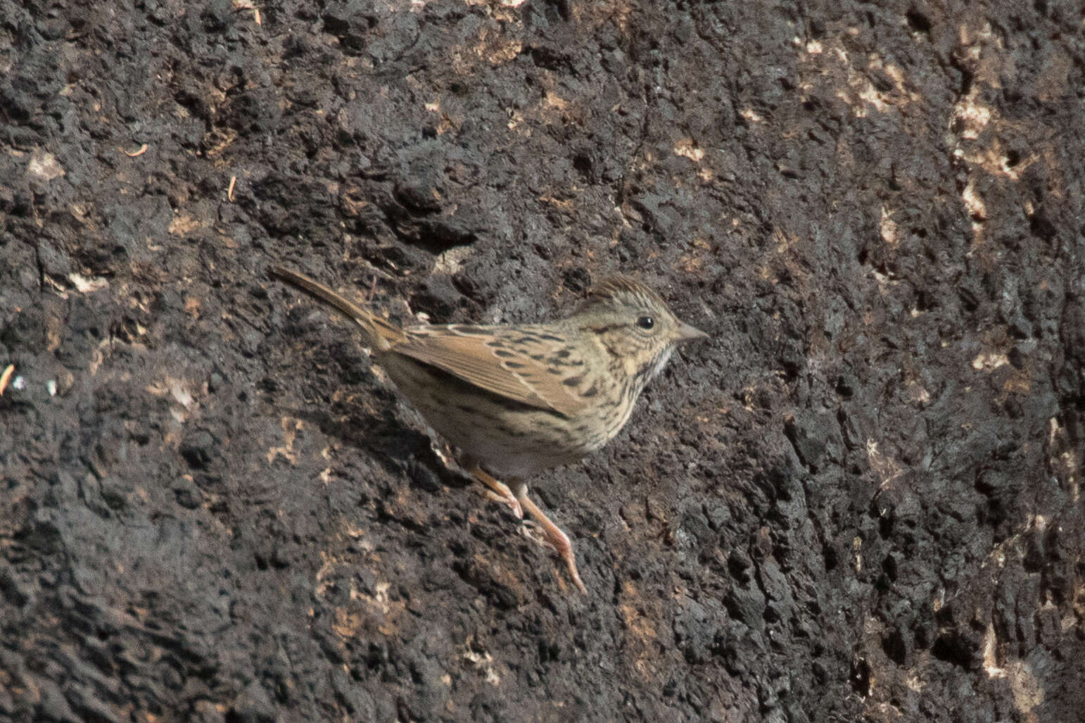 Image of Lincoln's Sparrow