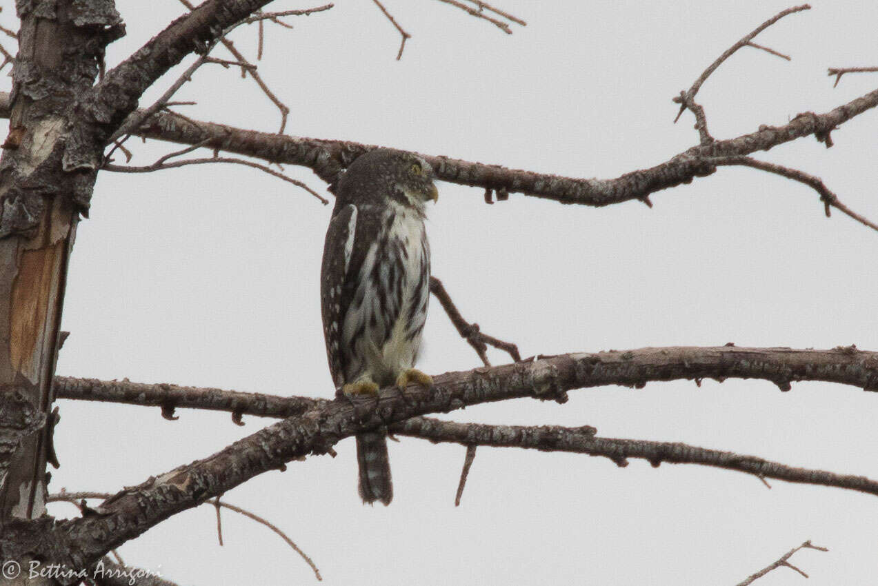 Image of Northern Pygmy Owl