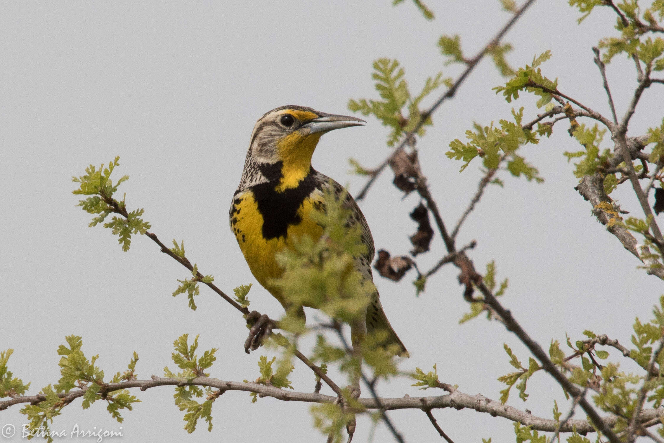 Image of Western Meadowlark