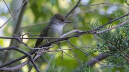 Image of Dusky-capped Flycatcher