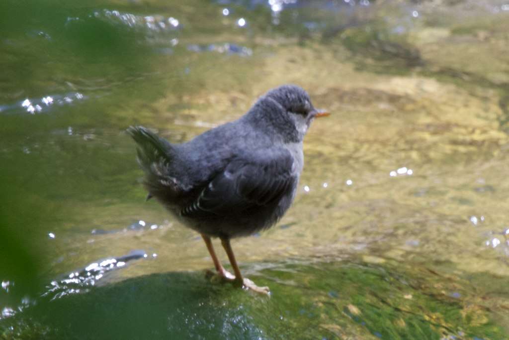 Image of American Dipper