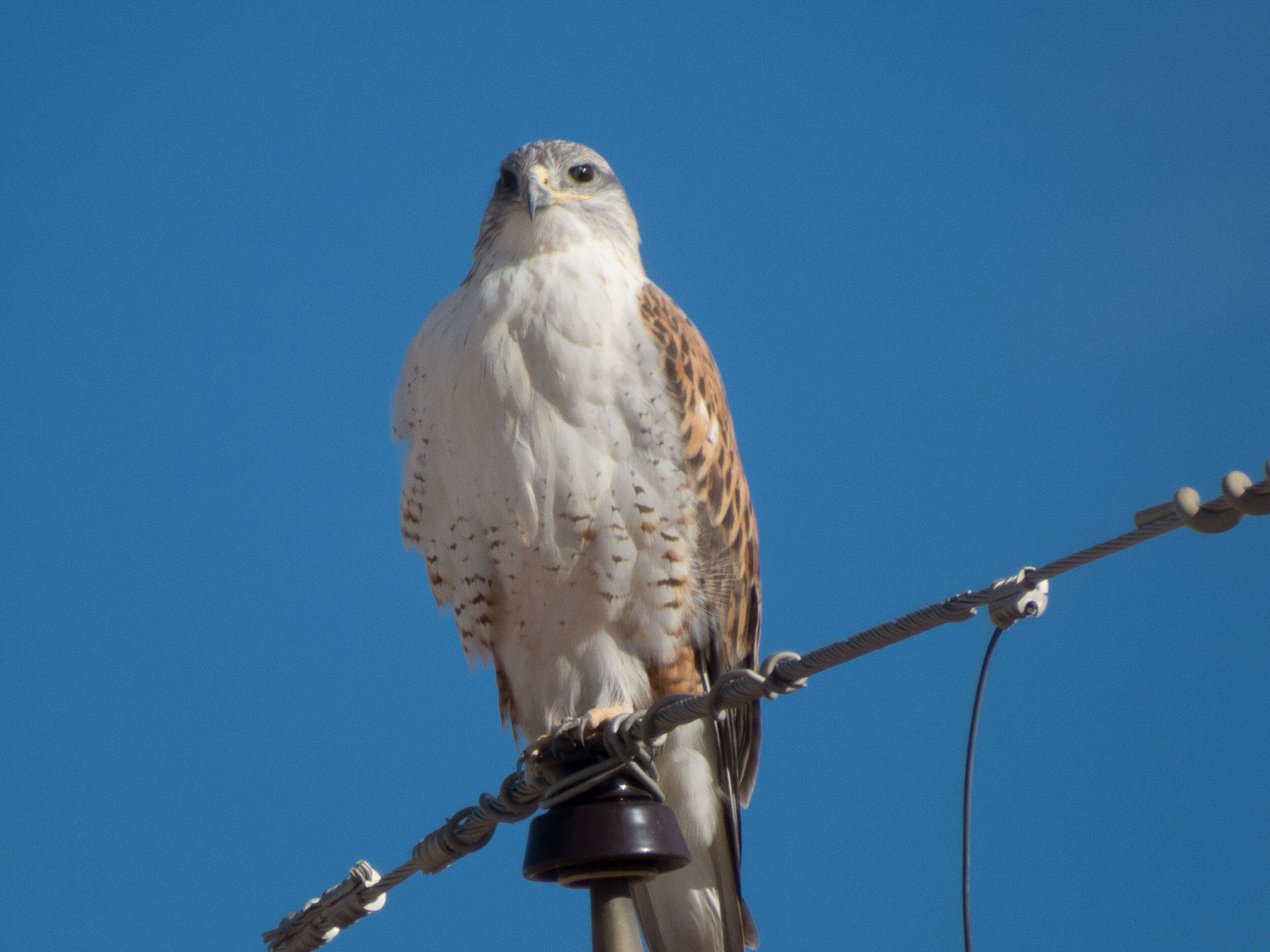 Image of Ferruginous Hawk