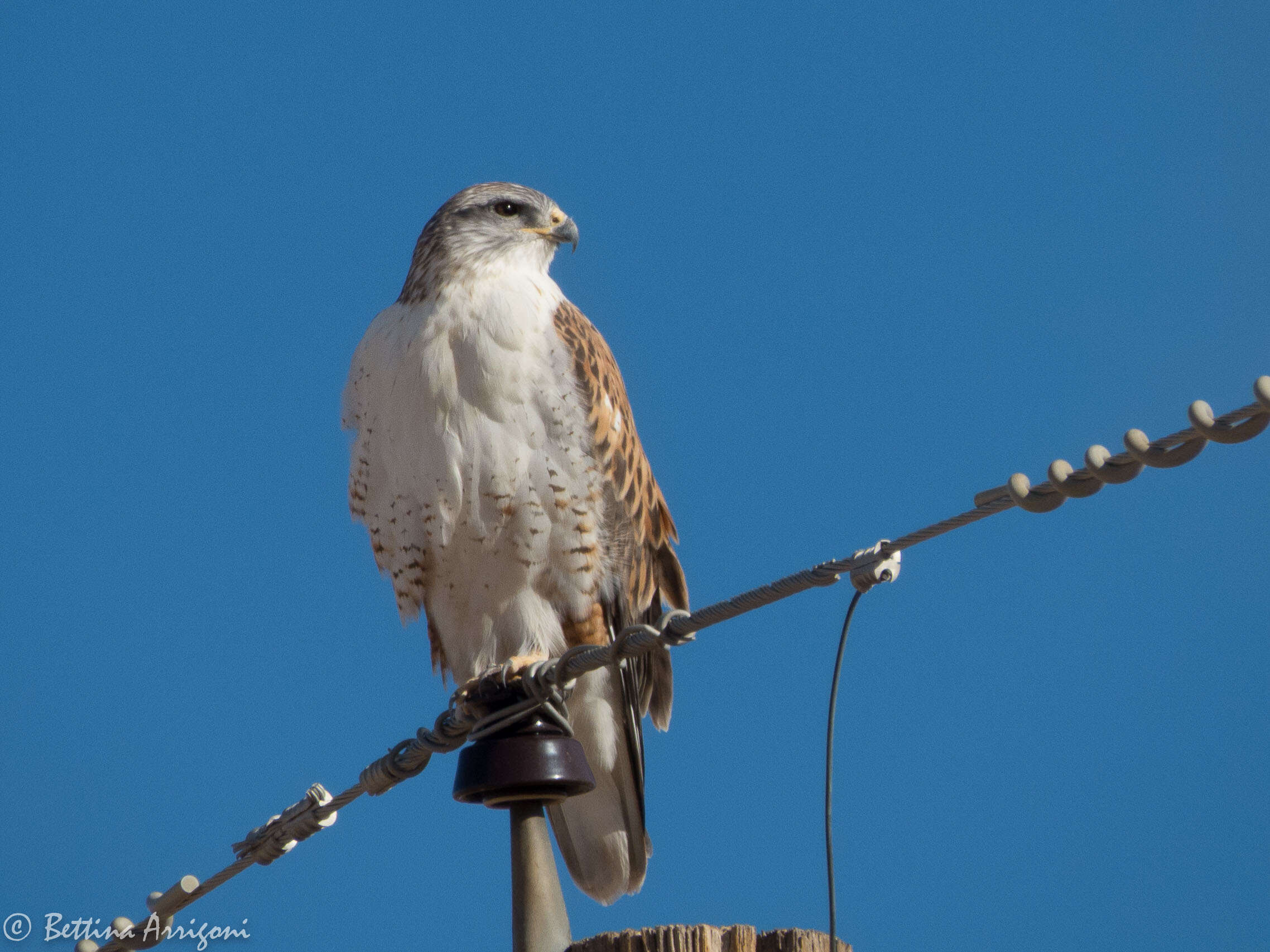 Image of Ferruginous Hawk