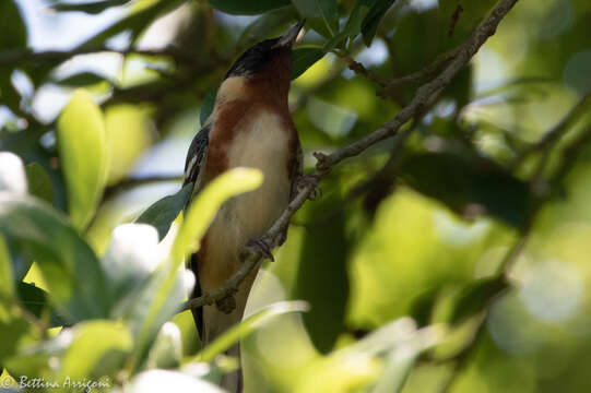 Imagem de Setophaga castanea (Wilson & A 1810)