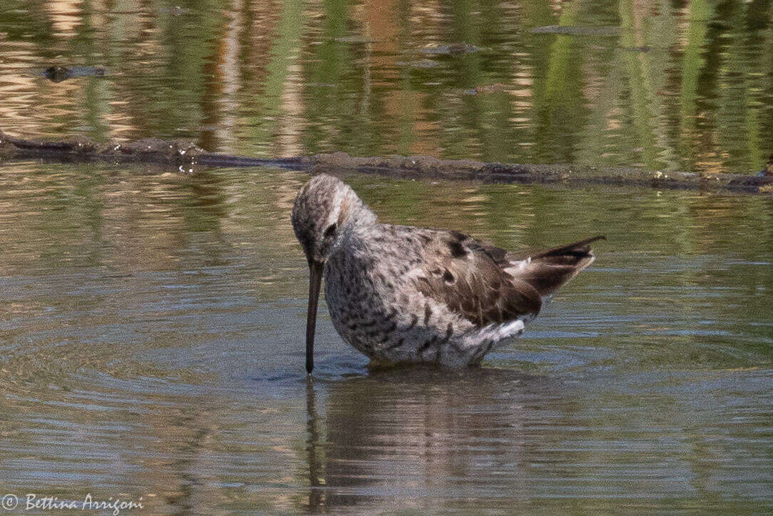 Image of Stilt Sandpiper