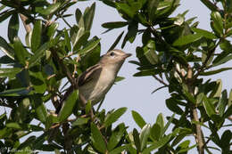 Vireo gilvus (Vieillot 1808) resmi