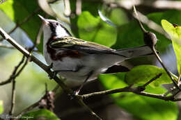 Image of Chestnut-sided Warbler