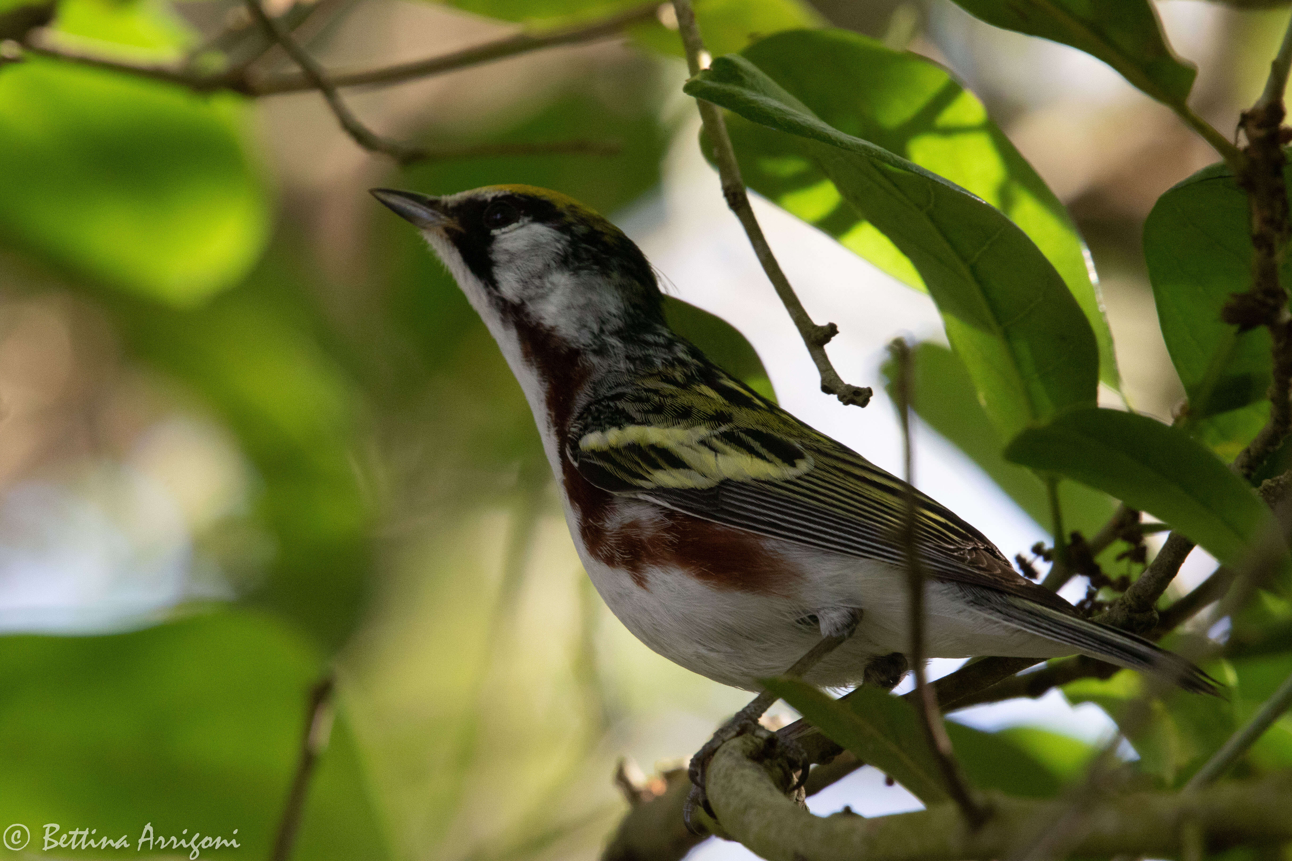 Image of Chestnut-sided Warbler