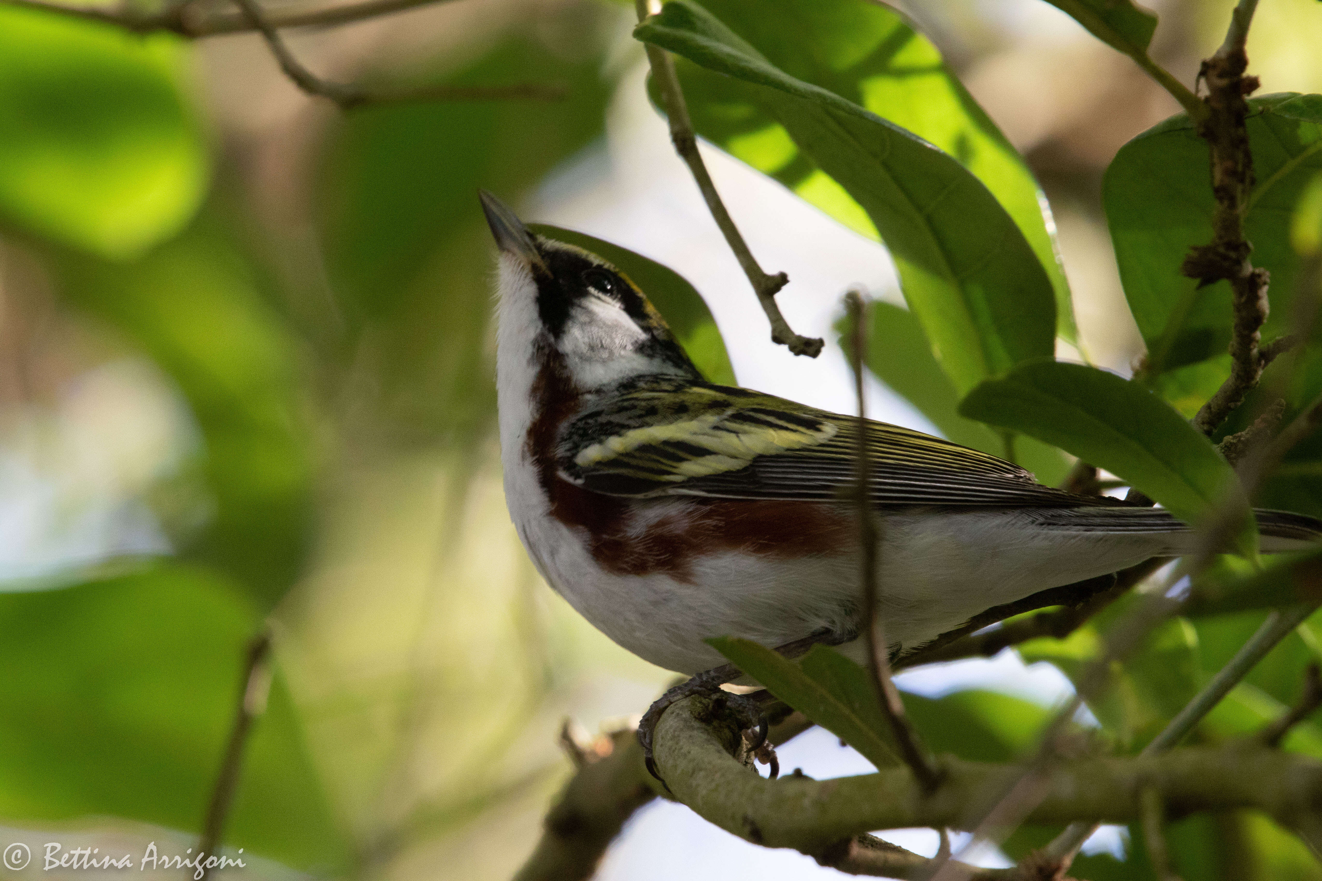 Image of Chestnut-sided Warbler