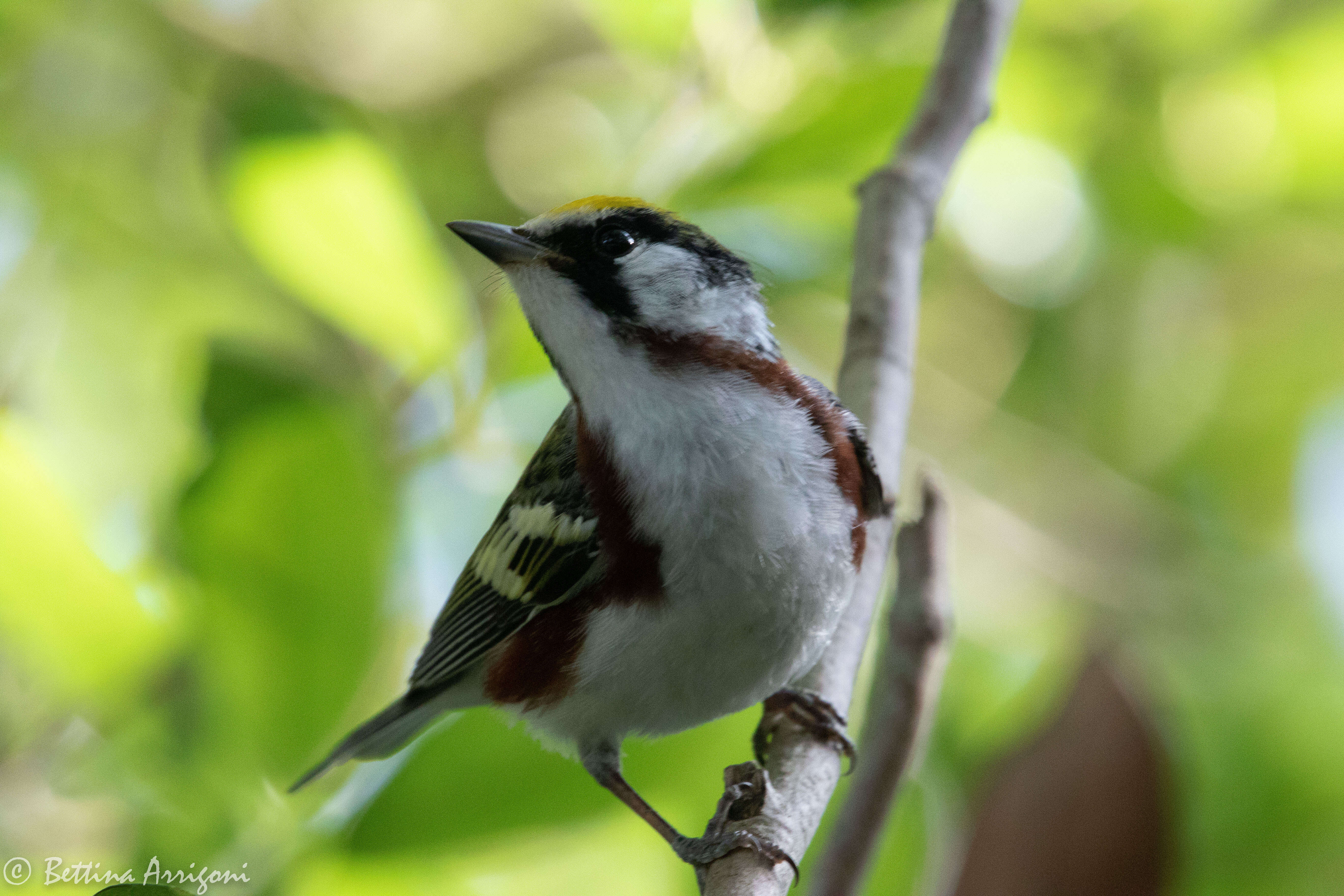 Image of Chestnut-sided Warbler