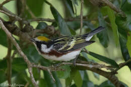 Image of Chestnut-sided Warbler