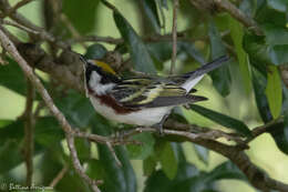 Image of Chestnut-sided Warbler