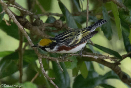 Image of Chestnut-sided Warbler